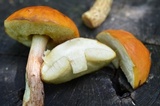 Boletus longicurvipes image