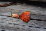 Boletus longicurvipes image