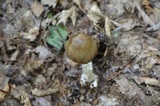 Amanita brunnescens image