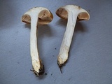 Cortinarius delibutus image