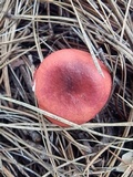 Russula queletii image