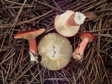Russula queletii image