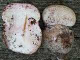 Amanita mutabilis image