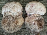 Amanita mutabilis image