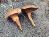 Image of Chroogomphus conacytiensis