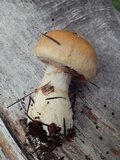 Cortinarius variosimilis image