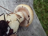 Cortinarius variosimilis image