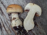 Cortinarius variosimilis image