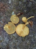 Tricholomopsis sulphureoides image