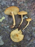 Tricholomopsis sulphureoides image