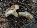Lactarius deterrimus image