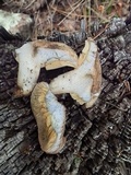 Lactarius deterrimus image
