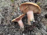 Lactarius rubrilacteus image