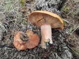 Lactarius rubrilacteus image
