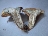 Lactarius rubrilacteus image