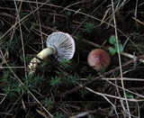 Gomphidius subroseus image