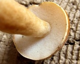 Gyroporus castaneus image
