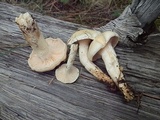 Hygrophorus gliocyclus image