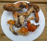 Tylopilus balloui image