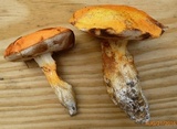 Gyroporus ballouii image