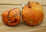 Tylopilus balloui image