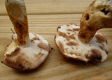 Gyroporus ballouii image