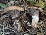 Gomphidius smithii image