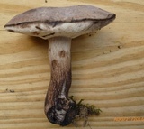 Tylopilus alboater image