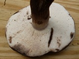 Tylopilus alboater image