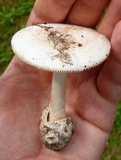 Amanita pseudovolvata image