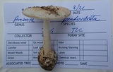 Amanita pseudovolvata image