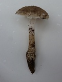 Amanita onusta image