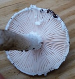 Amanita onusta image