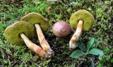 Aureoboletus auriporus image