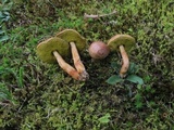 Aureoboletus auriporus image