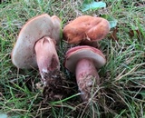 Tylopilus badiceps image