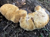 Inonotus dryadeus image