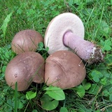 Tylopilus plumbeoviolaceus image