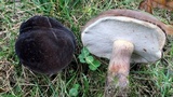 Tylopilus alboater image