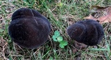 Tylopilus alboater image