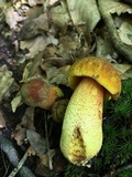 Xerocomus morrisii image