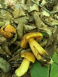 Xerocomus morrisii image