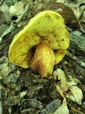 Xerocomus morrisii image