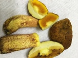 Xerocomus morrisii image