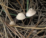 Mycena capillaripes image