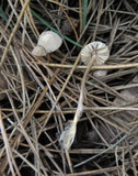 Mycena capillaripes image