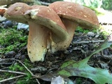 Xanthoconium purpureum image