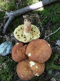 Xanthoconium purpureum image
