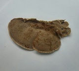 Antrodiella fragrans image