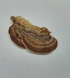 Antrodiella fragrans image